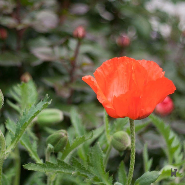 Eine rote Rose inmitten von Grün