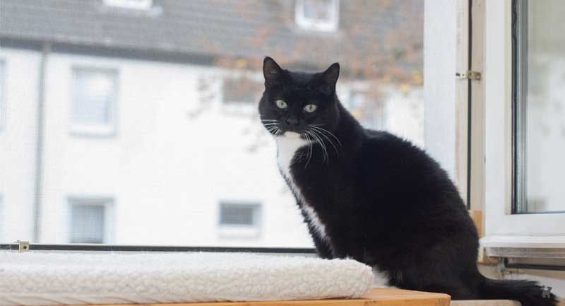 Katze sitzt am offenen Fenster