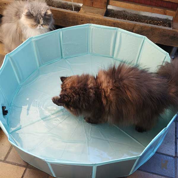 Langhaarkatze plantscht im Hundepool auf dem Balkon