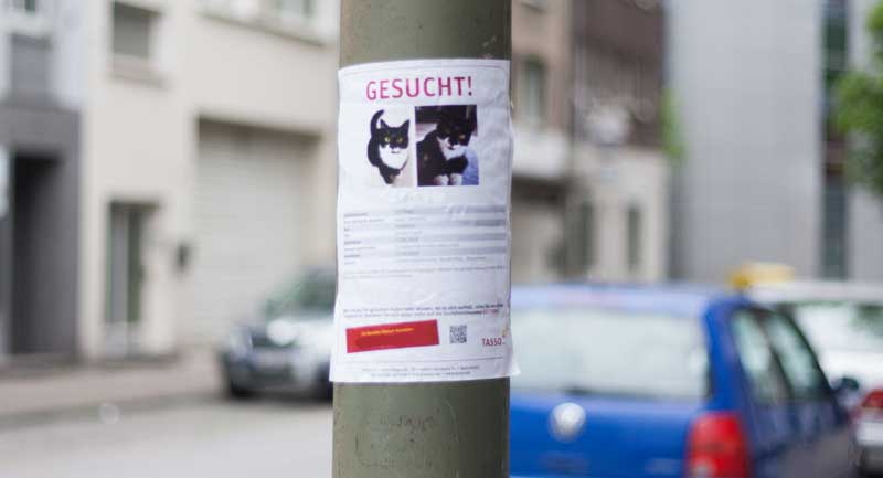 Suchplakat für eine schwarz-weiße Katze an einem Laternenmast