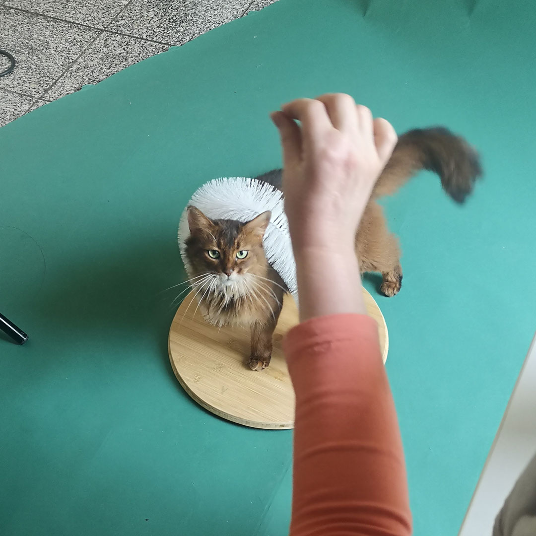 Katze steht auf rundem Holzbrett unter u-förmiger Bürste und schaut hoch zur Kamera