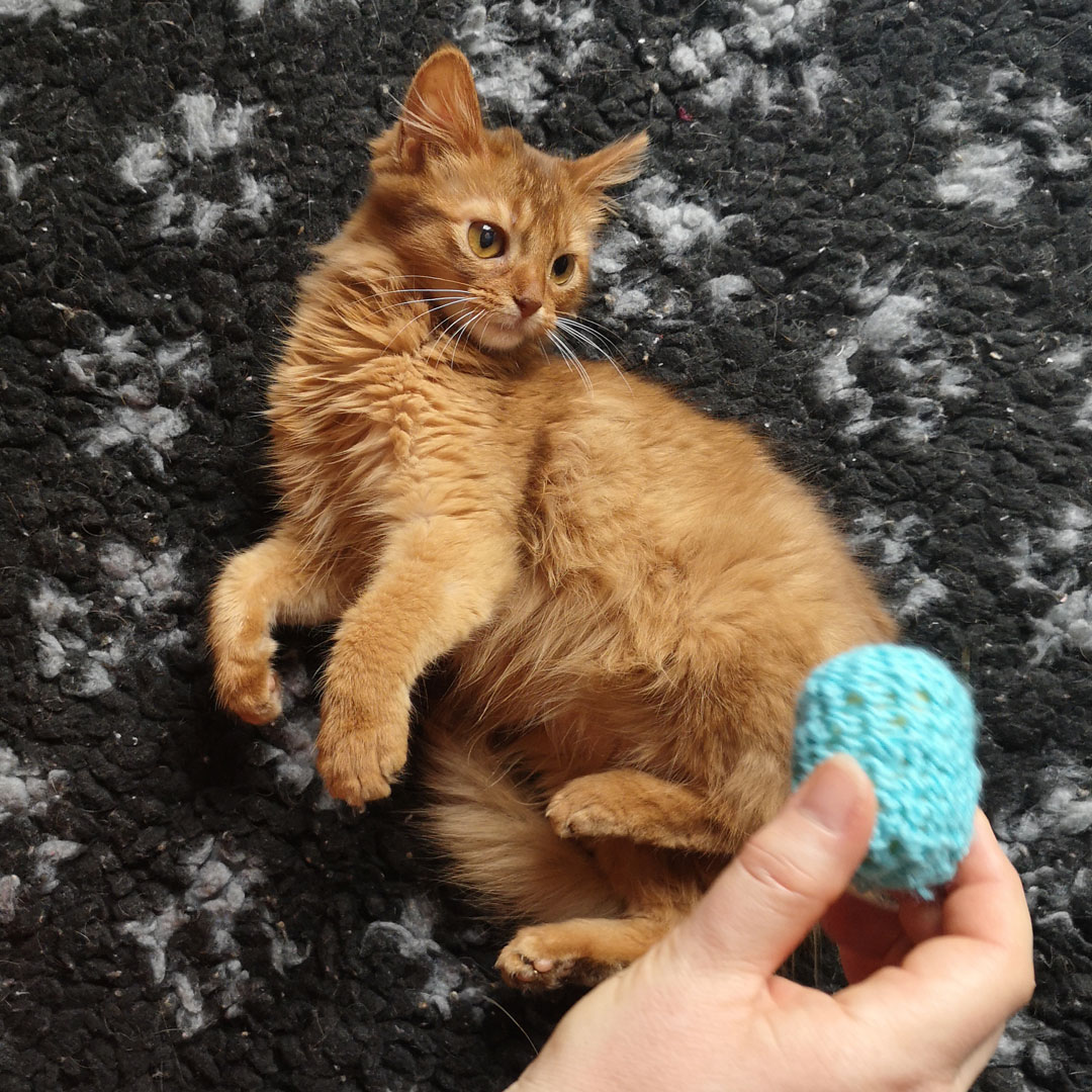 Kitten liegt auf Langfloorteppich und schaut neben einem Häkelball vorbei