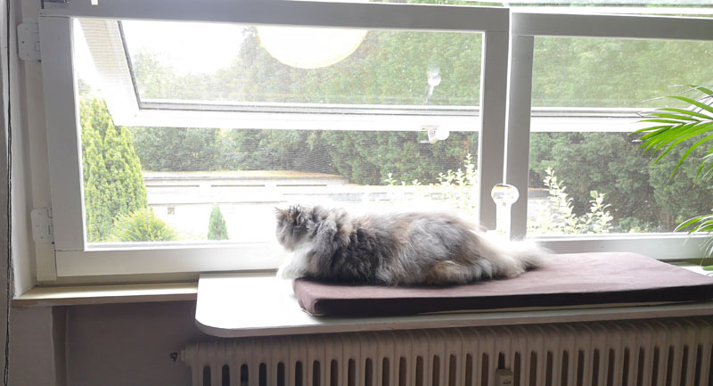 Katze sitzt am geöffneten und gesicherten Schwingfenster