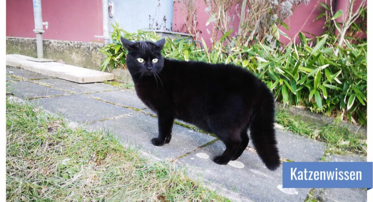 Schwarze Freigängerkatze auf Steinweg zwischen Blumenbeeten