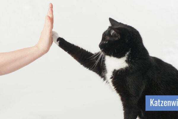 Katze gibt einer hingestreckten Menschenhand High-Five