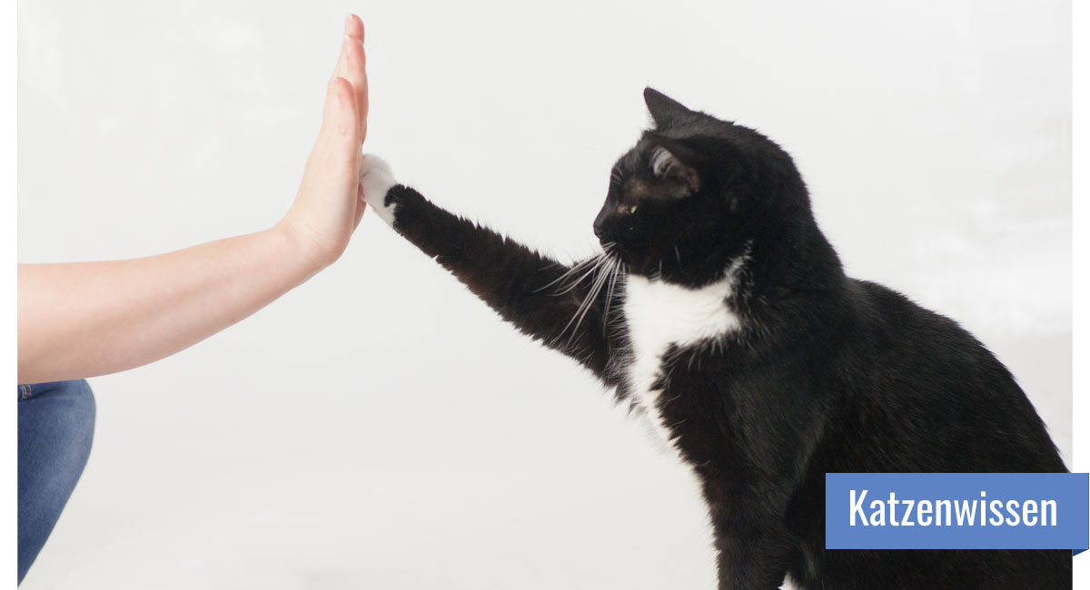 Katze gibt einer hingestreckten Menschenhand High-Five