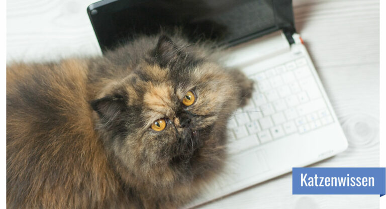 Katze liegt auf Notebooktastatur