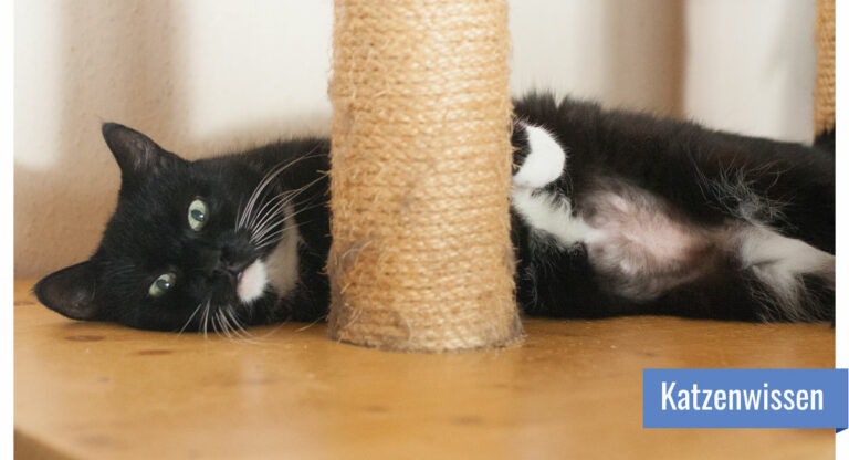 Katze liegt auf der Seite, die Vorderpfoten an einem Sisalstamm, ihr Bauch ist kahl