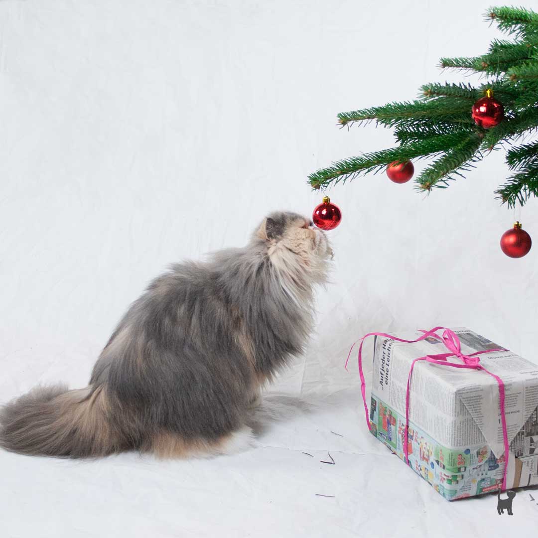 Eine dreifarbige Langhaarkatze riecht an einer roten Weihnachtsbaumkugel