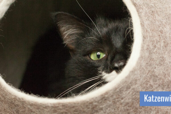 Katze schaut aus einer Filzhöhle hinaus