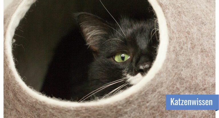 Katze schaut aus einer Filzhöhle hinaus