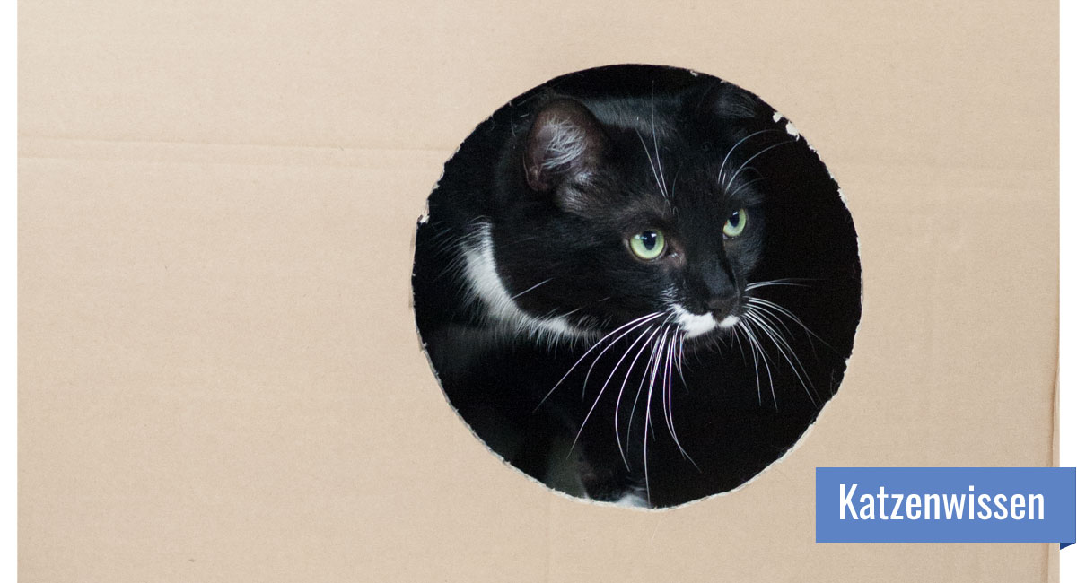 Katze schaut aus einem Loch in einem Karton heraus