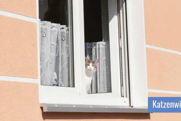 Katze schaut aus ungesichertem Fenster heraus