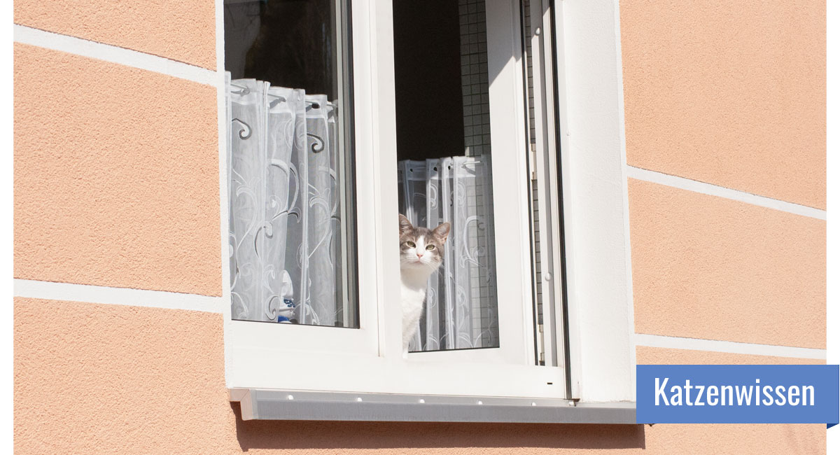 Katze schaut aus ungesichertem Fenster heraus