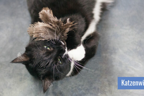 Katze liegt auf dem Rücken, hält mit den Vorderpfoten ein Federspielzeug und beißt hinein