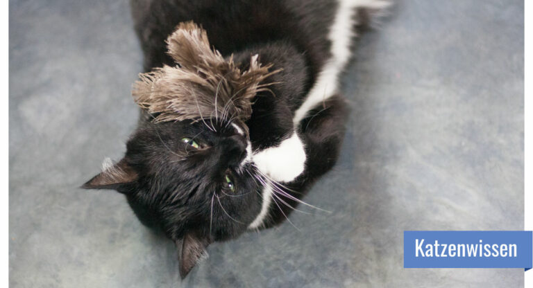 Katze liegt auf dem Rücken, hält mit den Vorderpfoten ein Federspielzeug und beißt hinein