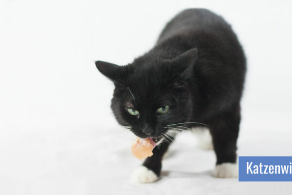 Katze trägt ein Stück rohes Hühnerfleisch im Maul
