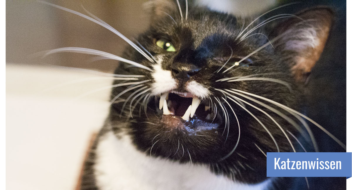 Katze zeigt ihre Zähne bei offenem Maul