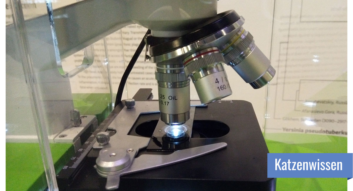 Eine Glasplatte wird unter einem Mikroskop untersucht