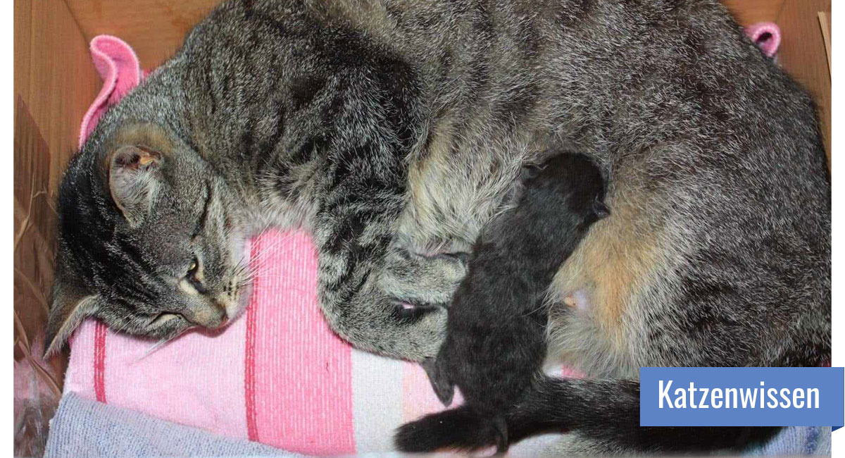 Getigerte Mutterkatze mit säugendem Kitten