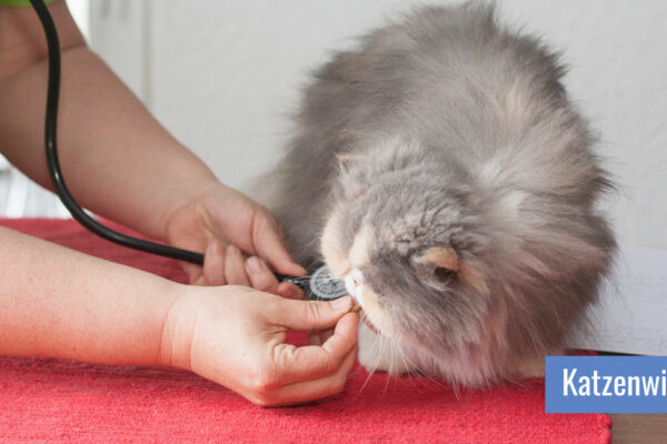 Eine Hand hält der Katze ein Leckerchen hin, während die andere Hand sie mit einem Stethoskop abhört