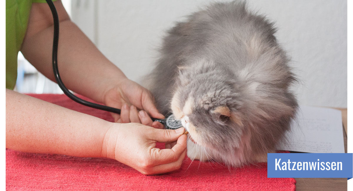 Eine Hand hält der Katze ein Leckerchen hin, während die andere Hand sie mit einem Stethoskop abhört
