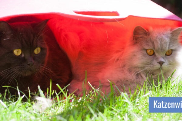 Zwei Katzen sitzen nebeneinander in einem Wäschekorb