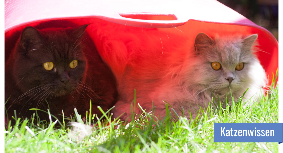 Zwei Katzen sitzen nebeneinander in einem Wäschekorb
