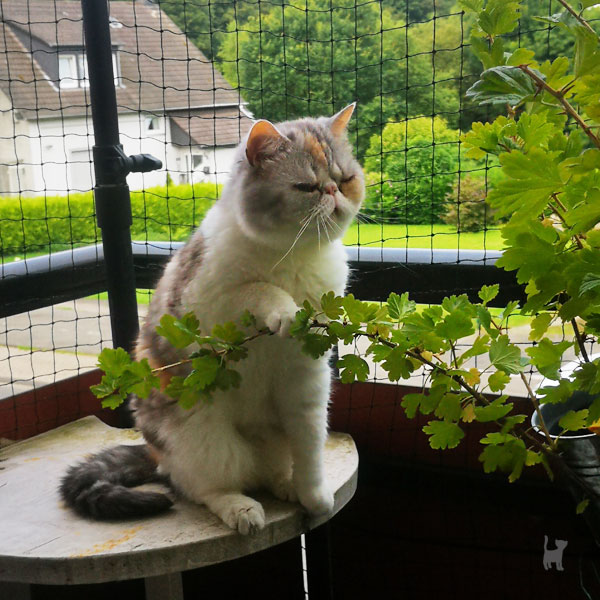 Fiona drückt einen Ast herunter, um besser das Insekt im Strauch auf dem Balkon beobachten zu können